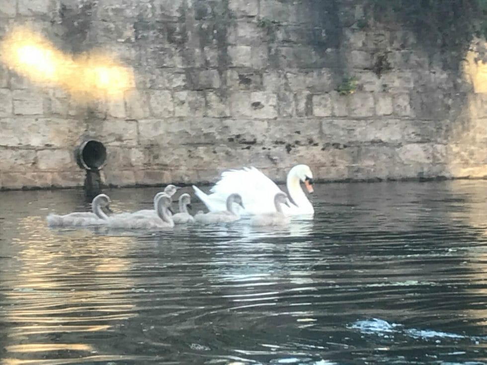 A family of swans!