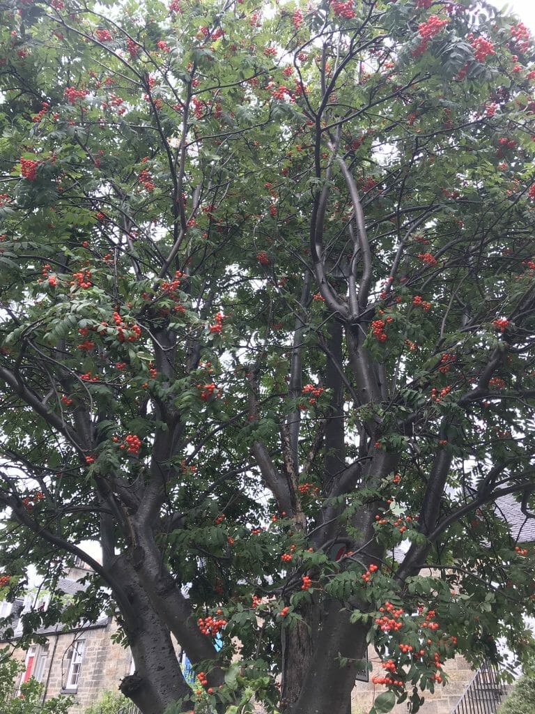 Rowan tree with red berries