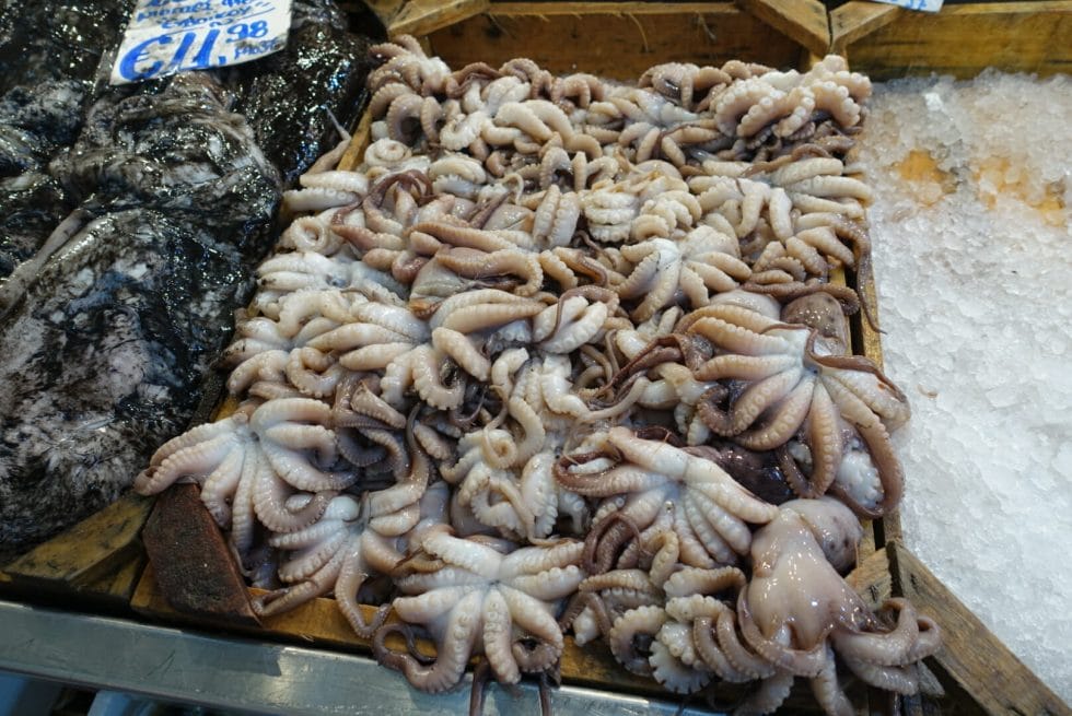 Squid at the fish market in Athens