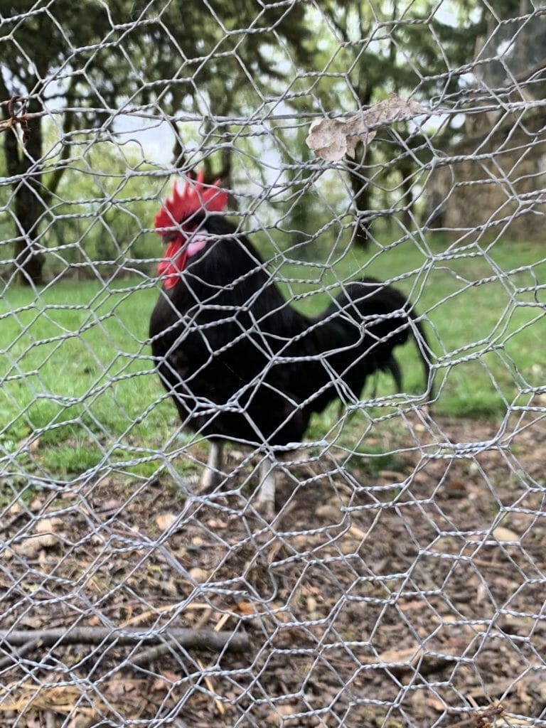 A real black cockerel behind the fence