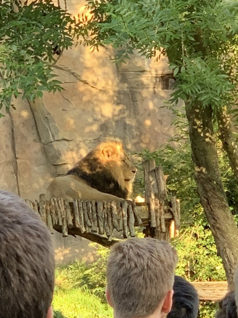 Large male lion sat on a platform with people watching