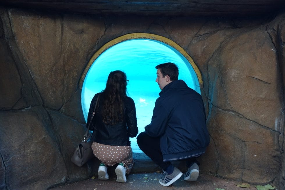 Couple looking through the viewing window into the penguin pool