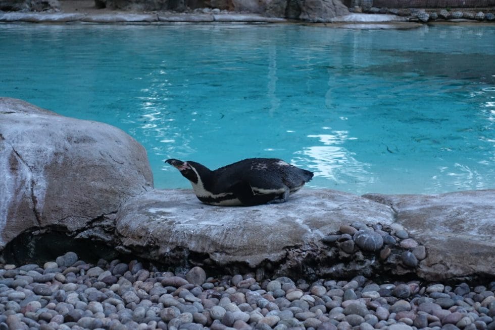 Penguin lying down on a rock on the beach