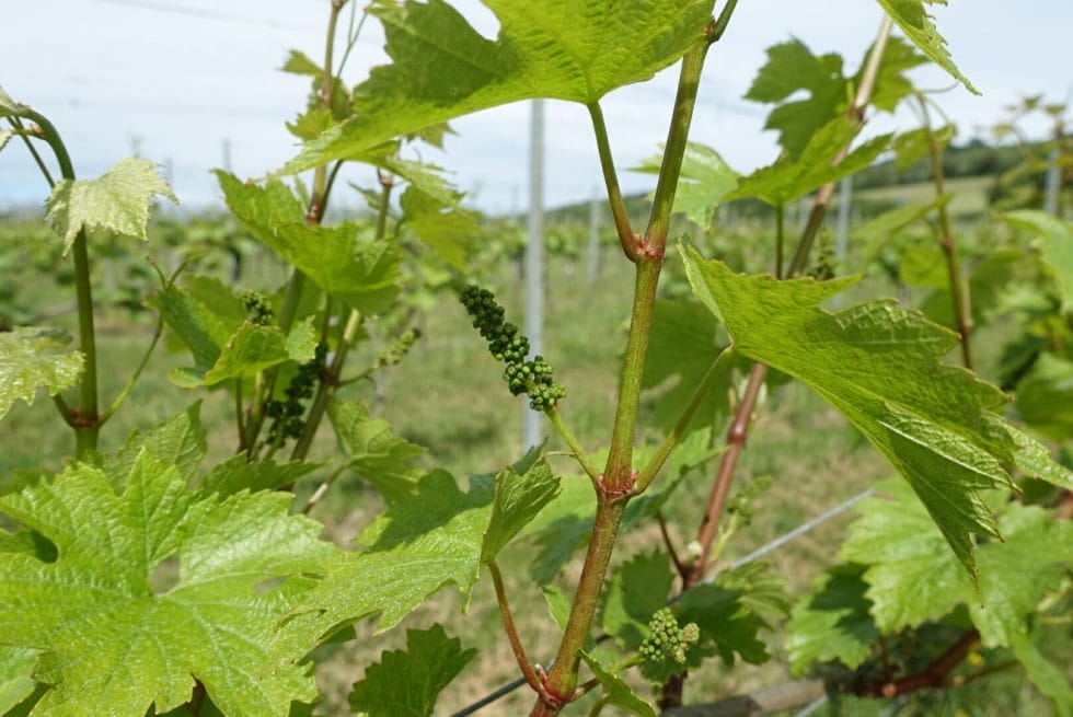 Close up of the vines at Albury vineyard